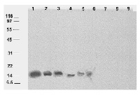 COR14b | Cor14b-encoded cold regulated protein in the group Antibodies Plant/Algal / Environmental Stress / Cold stress at Agrisera AB (Antibodies for research) (AS06 169)